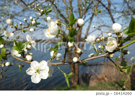 リトアニアの白い桜　Lithuanian Cherry Blossoms 16414260