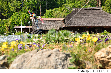 古民家のこいのぼり 16414384