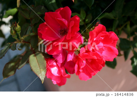 横須賀ヴェルニー公園のバラ園を訪れて 16414836