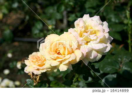 横須賀ヴェルニー公園のバラ園を訪れて 16414899