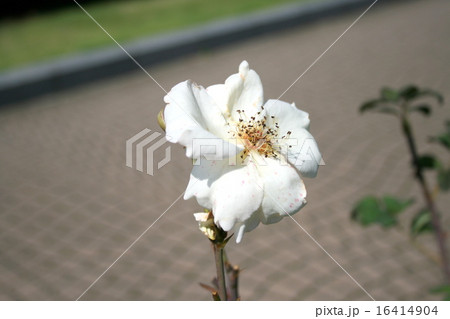 横須賀ヴェルニー公園のバラ園を訪れて 16414904