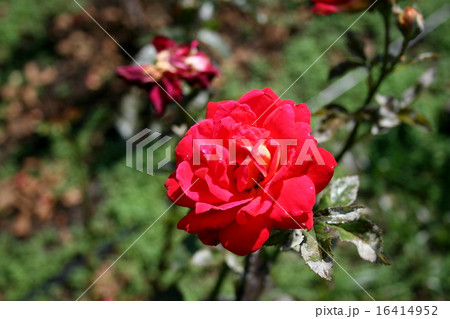 横須賀ヴェルニー公園のバラ園を訪れて 16414952