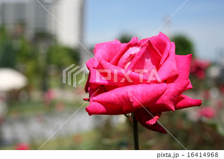 横須賀ヴェルニー公園のバラ園を訪れて 横須賀ヴェルニー公園のバラ園を訪れて 16414968