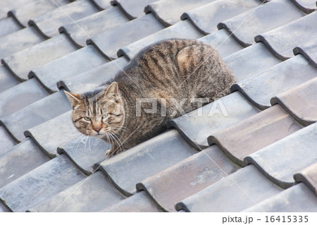 野良猫 野良猫 16415335