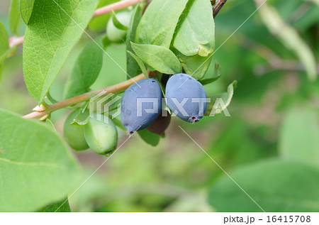 ハスカップ ハスカップ 16415708