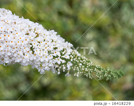 白い小花を円錐状に咲かせるブッドレア 16418229