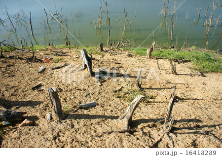 Deforestation, stump, change climate, environment 16418289