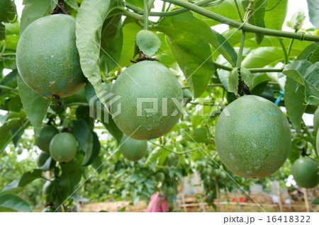 passion fruit, vitamin C,  food, passionfruit 16418322