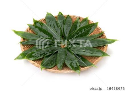 笹の葉 笹の葉 16418926