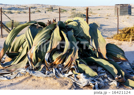 Welwitschia mirabilis, Amazing desert plant Welwitschia mirabilis, Amazing desert plant 16421124