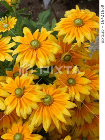 ルドべキア 花 黄色 橙色 ルドべキア 花 黄色 橙色 16421669