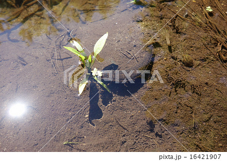 水生昆虫ガムシの幼虫 水生昆虫ガムシの幼虫 16421907