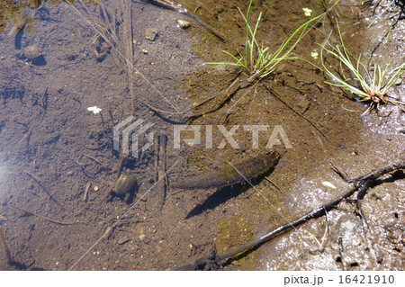 水生昆虫ガムシの幼虫 16421910
