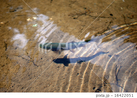 上高地　明神池 16422051