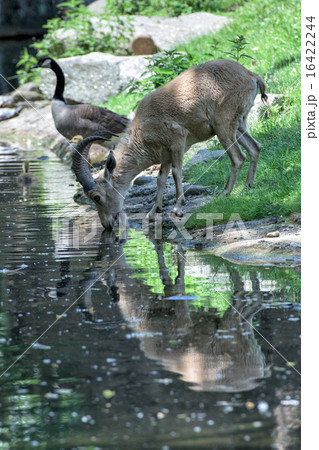 Deer ibex long horn sheep Steinbock while drinking Deer ibex long horn sheep Steinbock while drinking 16422244
