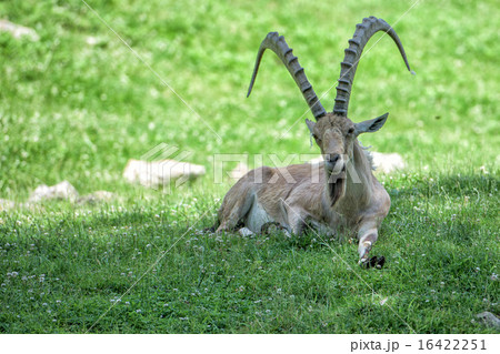 Deer ibex long horn sheep Steinbock 16422251