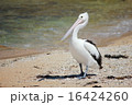 ペリカン 16424260