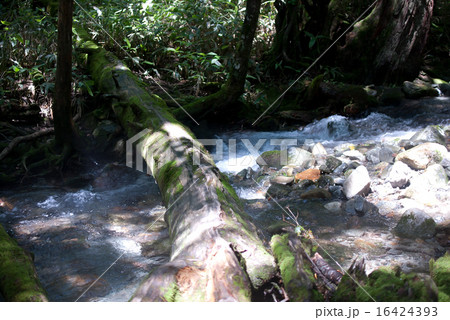 夏の上高地 16424393