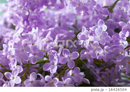 lilac flowers macro background 16426504