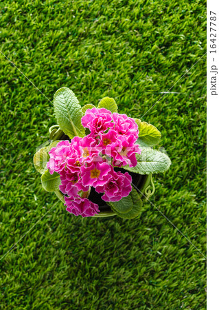 spring flowers spring flowers 16427787