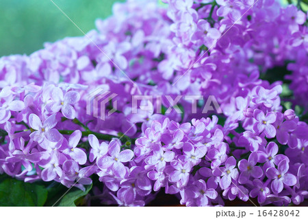 lilac flowers macro background lilac flowers macro background 16428042
