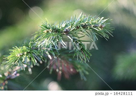 background green branches larch background green branches larch 16428111