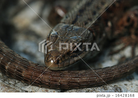 brown lizard on a rock close brown lizard on a rock close 16428168