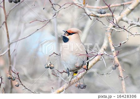 Waxwing on branches without leaves 16428306