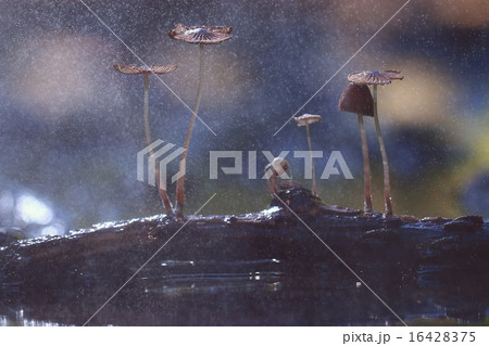 small mushrooms toadstools macro poisonous small mushrooms toadstools macro poisonous 16428375