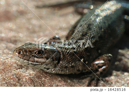 brown lizard on a rock close brown lizard on a rock close 16428516