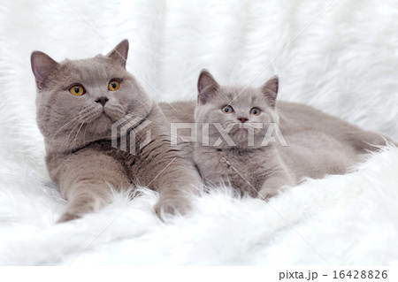 gray British cat on a white background gray British cat on a white background 16428826