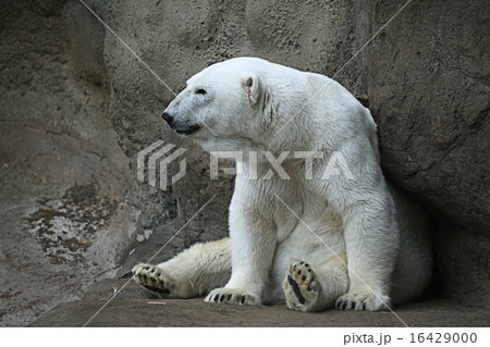 Polar bear in a zoo 16429000