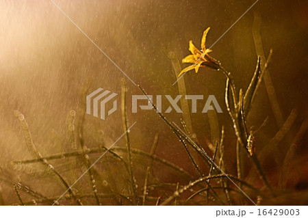 small flowers at sunset 16429003