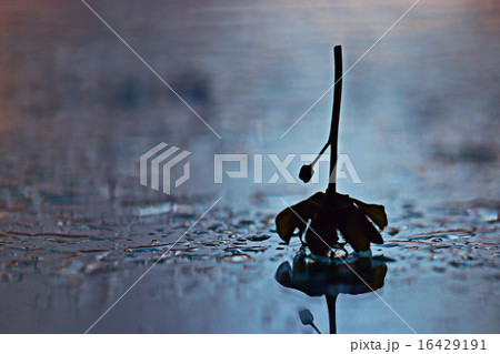 silhouette of the flower on the glass reflection silhouette of the flower on the glass reflection 16429191