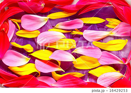The natural texture of multicolored flower petals, colorful The natural texture of multicolored flower petals, colorful 16429253
