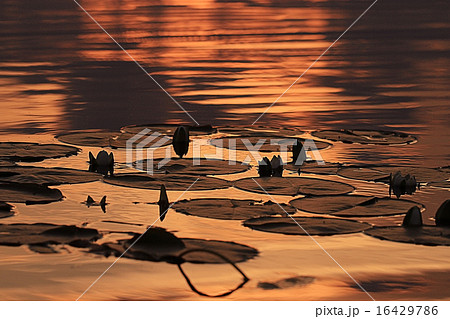 water lilies sunset water lilies sunset 16429786