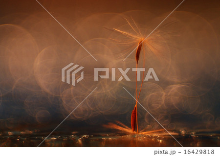 abstract blurred natural background orange dandelion seeds abstract blurred natural background orange dandelion seeds 16429818