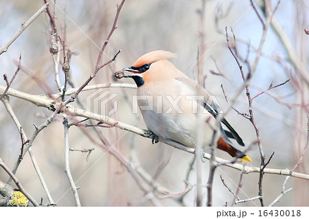 Waxwing on branches without leaves 16430018