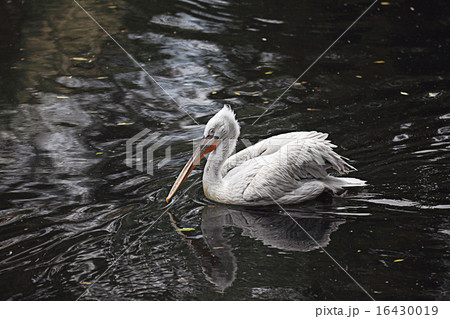 white pelican pond zoo white pelican pond zoo 16430019