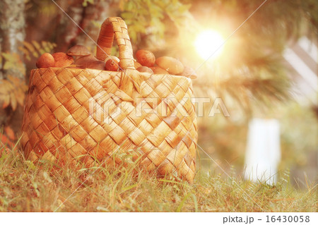 Basket with mushrooms autumn forest sun rays 16430058