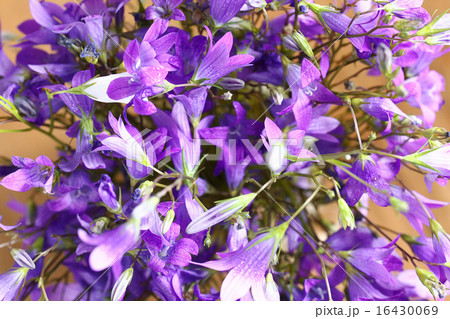 small field of purple flowers, bells bouquet 16430069
