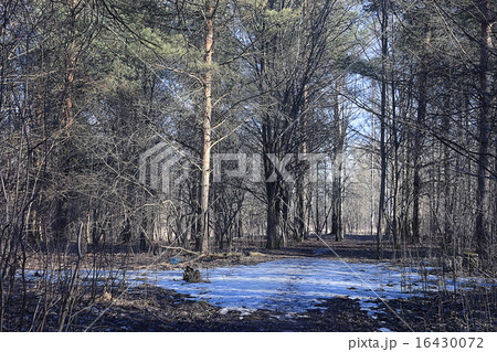 Park trees without leaves in the first snow 16430072