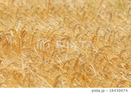 hay background 16430074