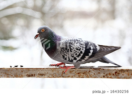 pigeon close up 16430256