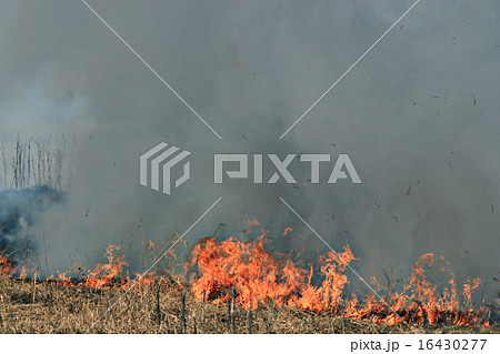 fire burning dry grass 16430277
