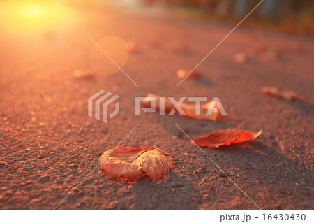 orange yellow leaves on a branch concept autumn 16430430
