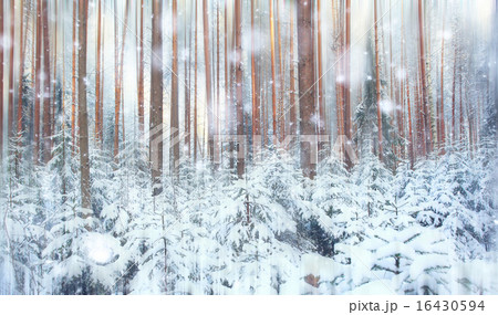 pine forest, winter, snow 16430594