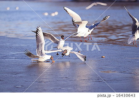 seagull in flight 16430643