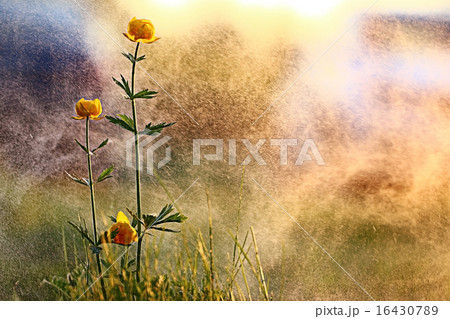 small flowers at sunset small flowers at sunset 16430789