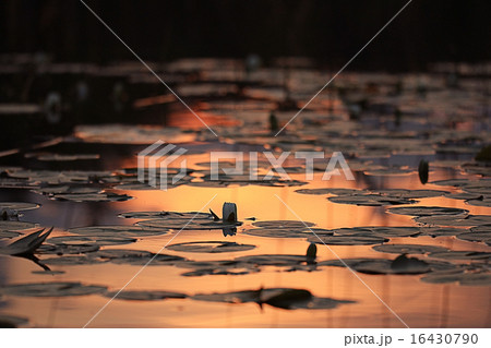 water lilies sunset 16430790